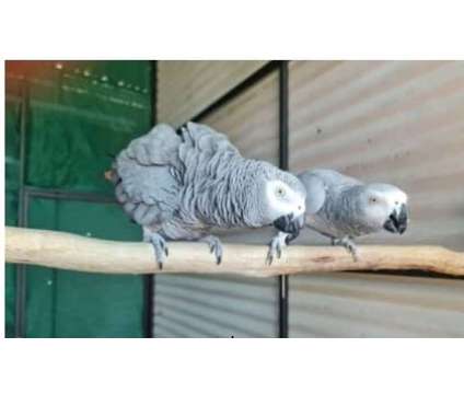 T6CB 2 African Grey Parrots Birds is a Grey Arts &amp; Crafts for Sale in Sebring FL