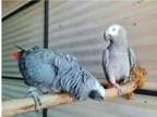 HS5T 2 African Grey Parrots Birds