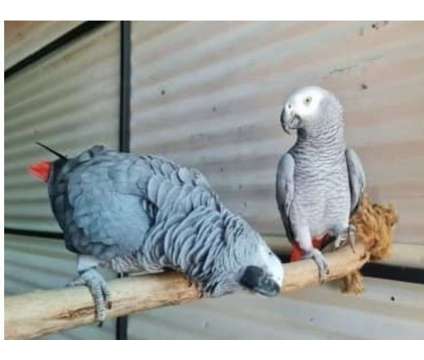HS5T 2 African Grey Parrots Birds is a Grey Arts &amp; Crafts for Sale in Tallahassee FL