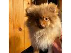 Pomeranian Puppy for sale in Friendsville, TN, USA