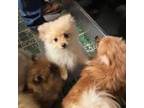 Pomeranian Puppy for sale in Friendsville, TN, USA