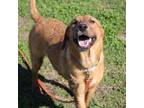 Adopt Emily_6 a Retriever