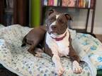 Adopt ZINNIA* a Pit Bull Terrier, Mixed Breed