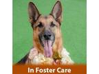 Adopt Baby a German Shepherd Dog