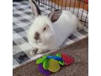 Adopt Grumpy a Lionhead