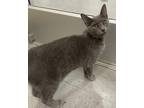 Adopt Betsy a Russian Blue