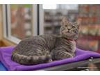 Adopt Zinnia a Tabby