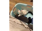 Adopt Sophia a Turkish Van, Domestic Short Hair