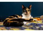 Adopt Dixie a Domestic Short Hair