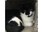 Adopt Gwen & Silver a Domestic Short Hair