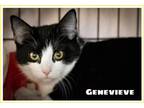 Adopt Genevieve: FeLV+ (FCID# 10/11/2023 - 44) a Tuxedo
