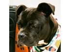 Adopt Nestle a Boxer