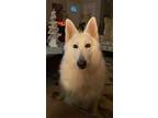 Adopt Sally a German Shepherd Dog