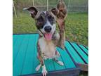 Adopt Sheba a Pit Bull Terrier, Boxer