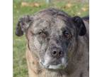 Adopt Ryder a Catahoula Leopard Dog