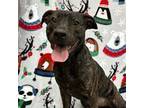 Adopt Winter a Plott Hound, Terrier