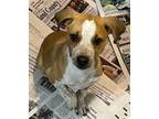 Adopt Journey a Australian Cattle Dog / Blue Heeler