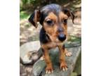 Adopt Bailey a Airedale Terrier, English Pointer