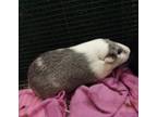 Adopt Daisy (Bonded w/Oreo Silk) a Guinea Pig