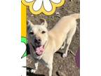 Adopt Blondie-Foster Needed! a Shepherd, Labrador Retriever
