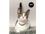 Adopt LUCIA (Beautiful and Affectionate) a Domestic Short Hair