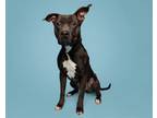 Adopt Swoop a Mixed Breed