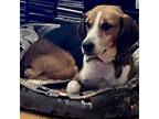 Adopt Mariah a American Foxhound, Hound