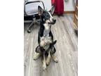 Adopt Hope a Husky, German Shepherd Dog