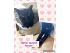 Adopt Mama a Domestic Short Hair