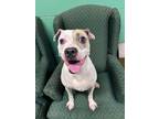 Adopt Juliette a Pit Bull Terrier