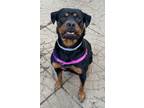 Adopt Zoey a Rottweiler