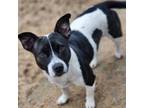 Adopt Juniper a Jack Russell Terrier, Mixed Breed
