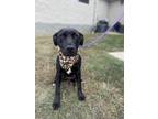 Adopt Rachel a Labrador Retriever, American Staffordshire Terrier