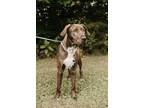 Adopt Nestley a Catahoula Leopard Dog, Mountain Cur