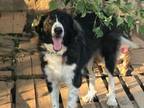 Adopt Oreo a Bernese Mountain Dog
