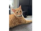 Adopt Mochi a American Shorthair, British Shorthair