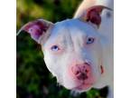 Adopt Ophelia a Pit Bull Terrier, Mixed Breed