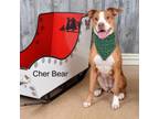 Adopt Cher Bear a Pit Bull Terrier