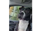 Adopt Jayla a Border Collie, American Staffordshire Terrier
