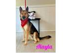 Adopt Alayla a German Shepherd Dog