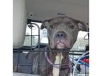 Adopt Vera a Staffordshire Bull Terrier