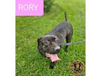 Adopt Rory a Mixed Breed