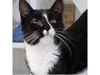 Adopt Cookie a Domestic Short Hair