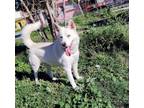 Adopt Nikita a Siberian Husky, Labrador Retriever