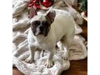 French Bulldog Puppy for sale in Waterville, MN, USA