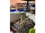 Adopt Sara a Domestic Short Hair