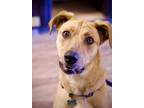 Adopt Sierra a Labrador Retriever, Coonhound