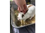 Adopt Pickles a Mini Rex