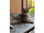 Adopt Muffin a Tabby