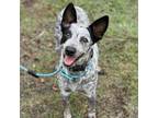 Adopt Kylie a Australian Cattle Dog / Blue Heeler